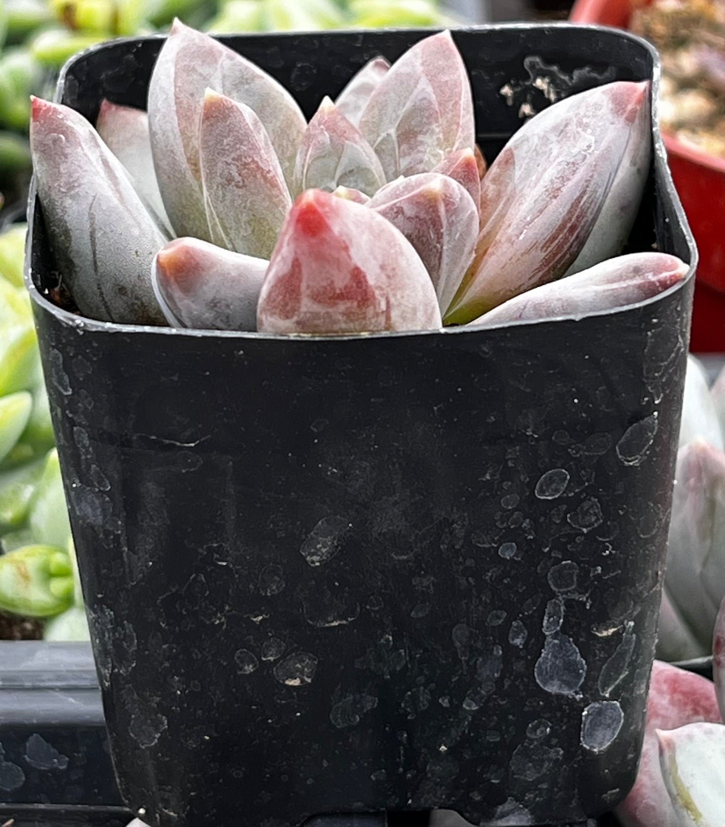 Pachyphytum Little Jewel