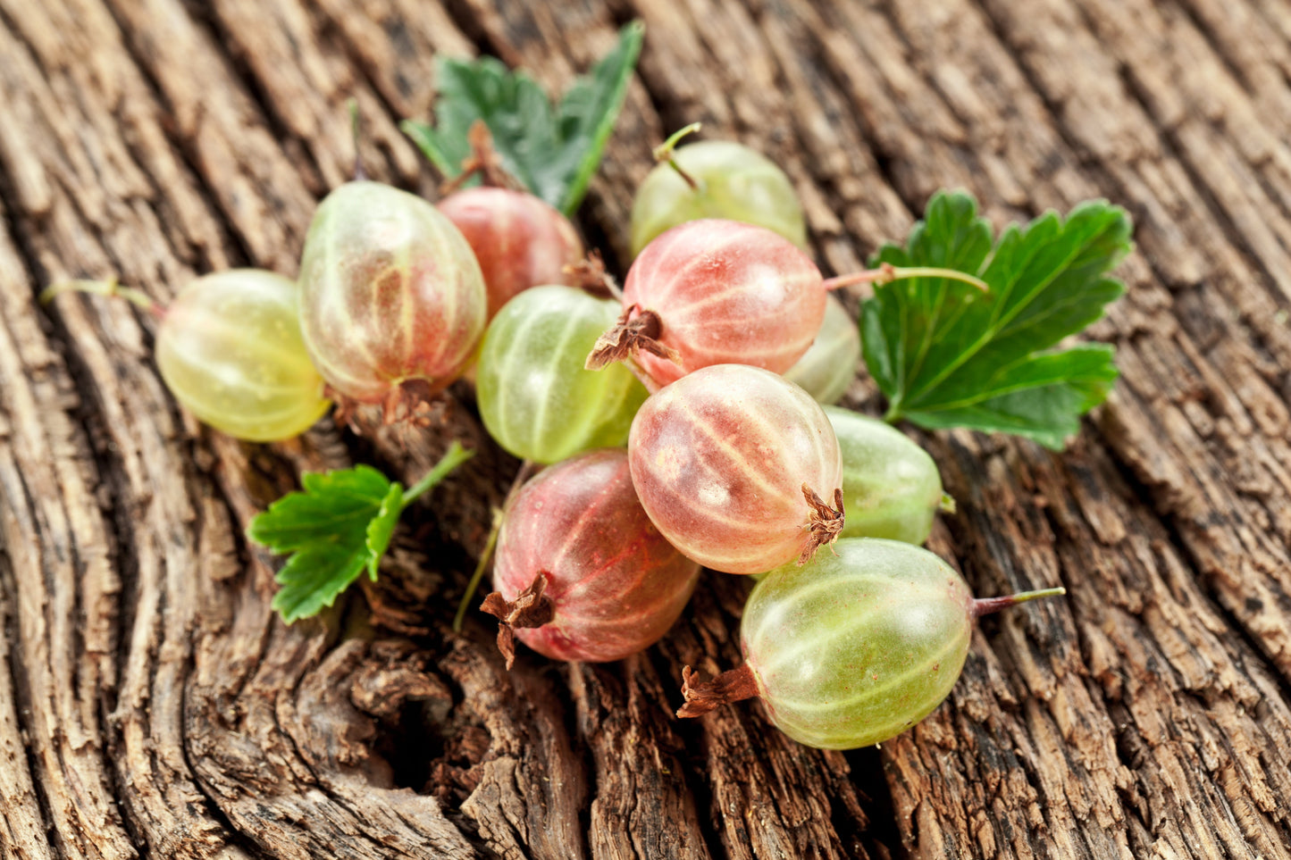 Gooseberry Oil (Amla Oil) - Virgin