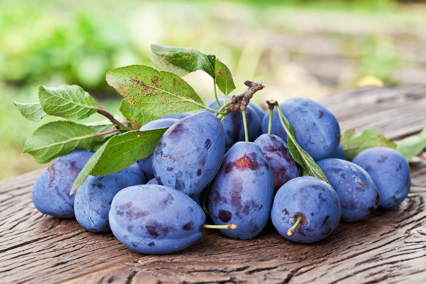 Plum Kernel Oil - Organic