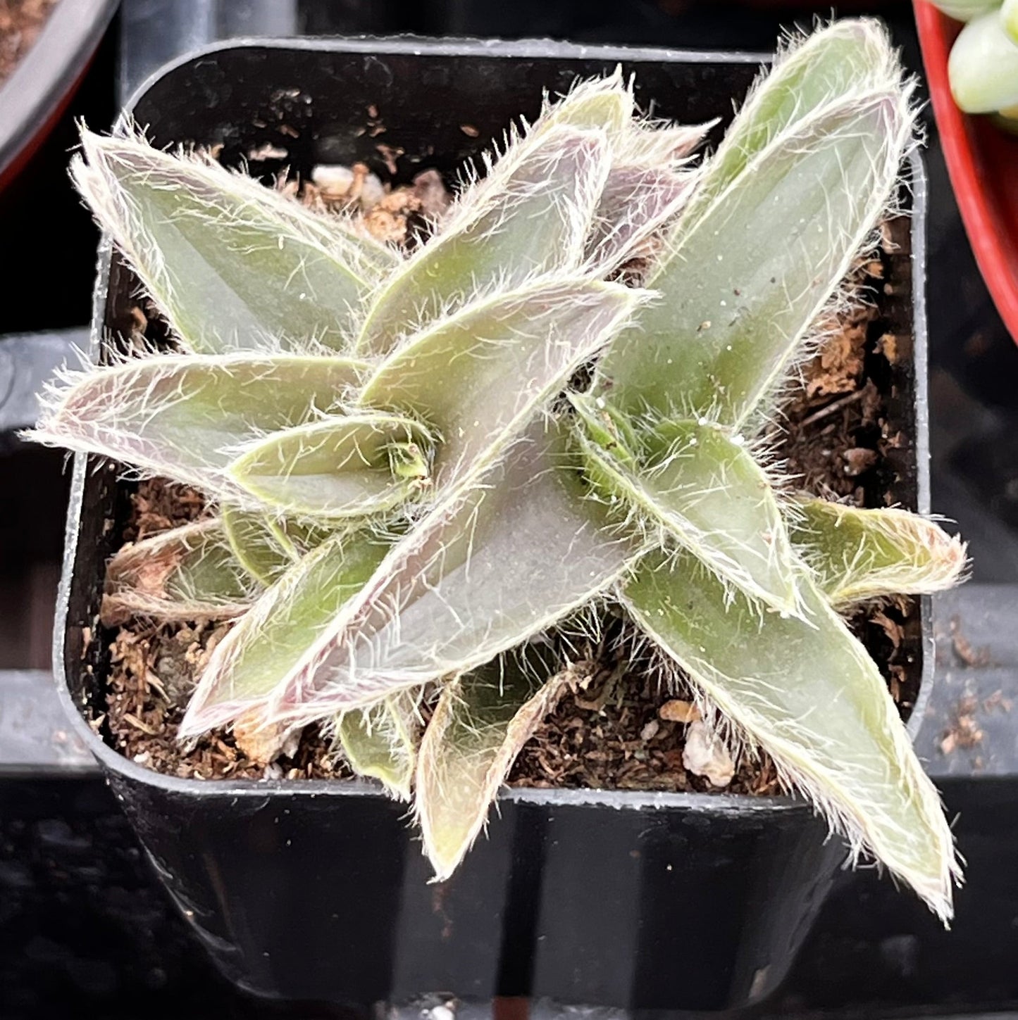 Kitten Ears Cyanotis Somaliensis