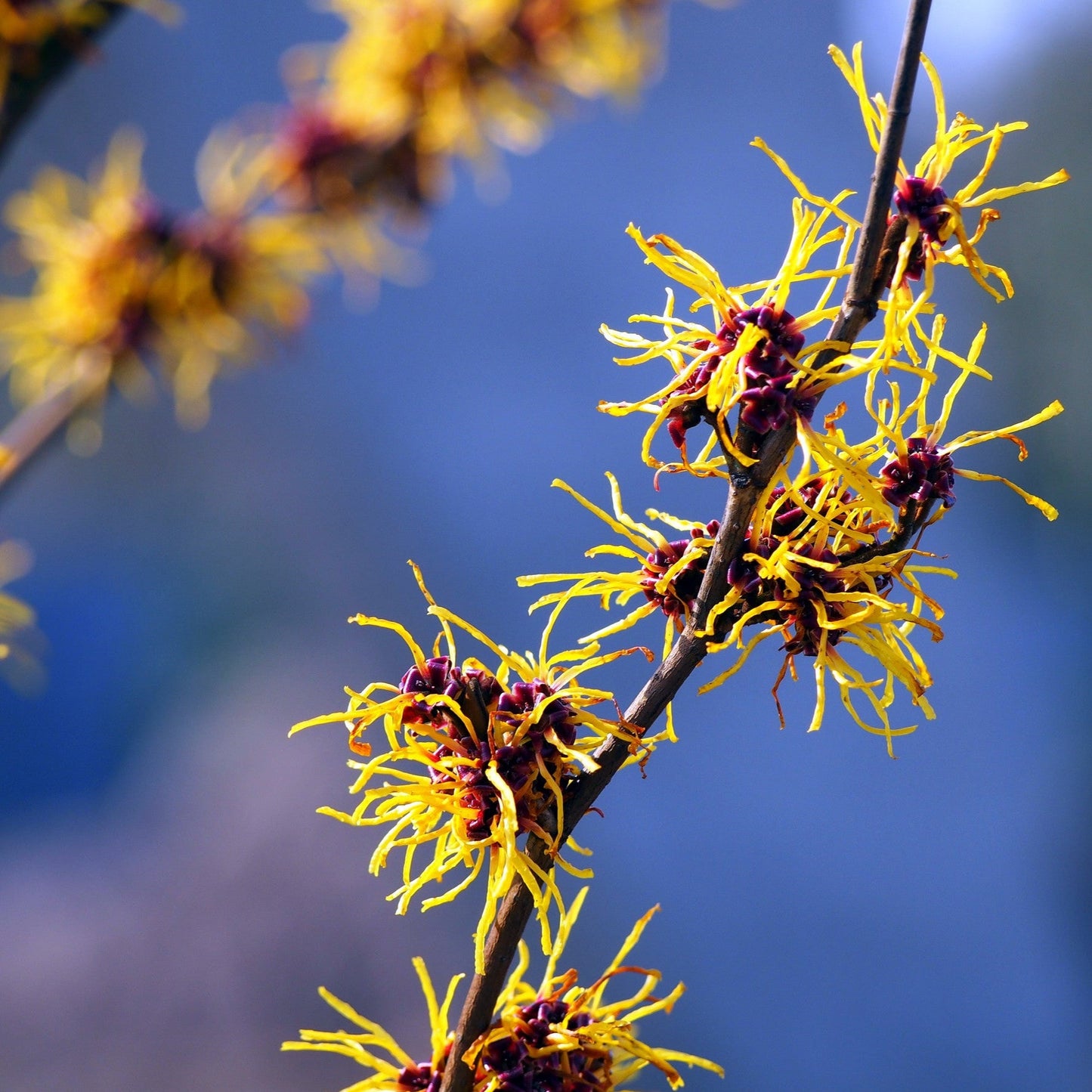 Witch Hazel Distillate - Organic