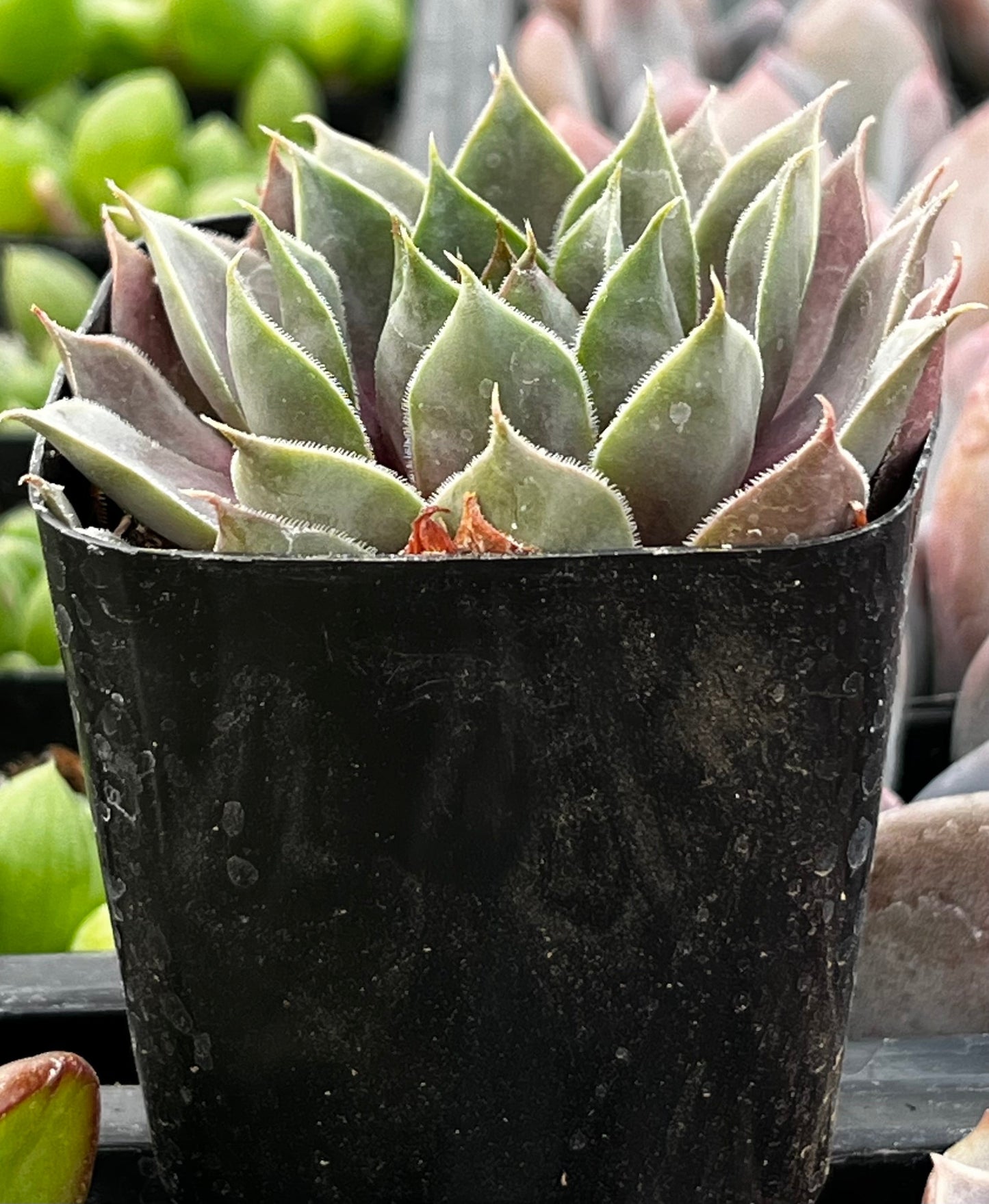 Sempervivum Commander