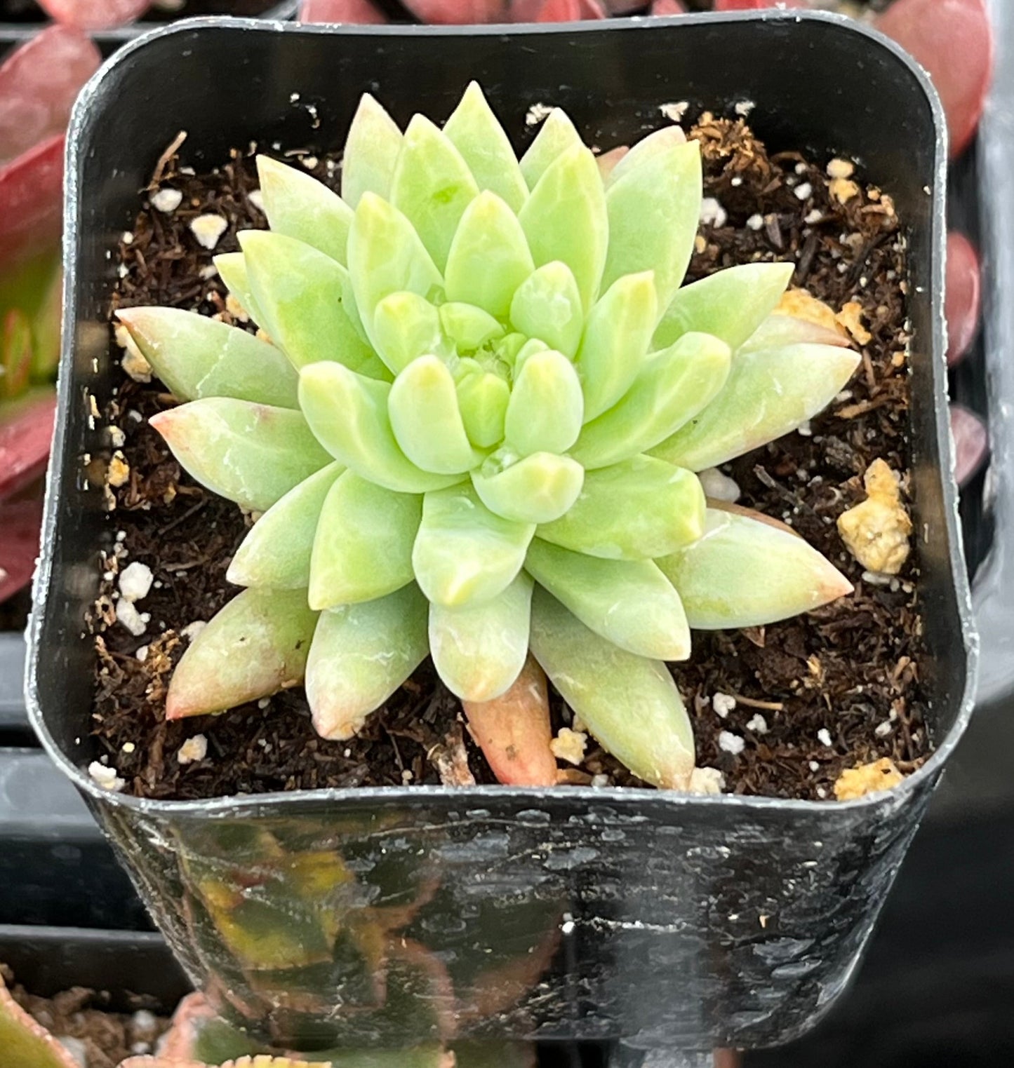 Echeveria Marcus