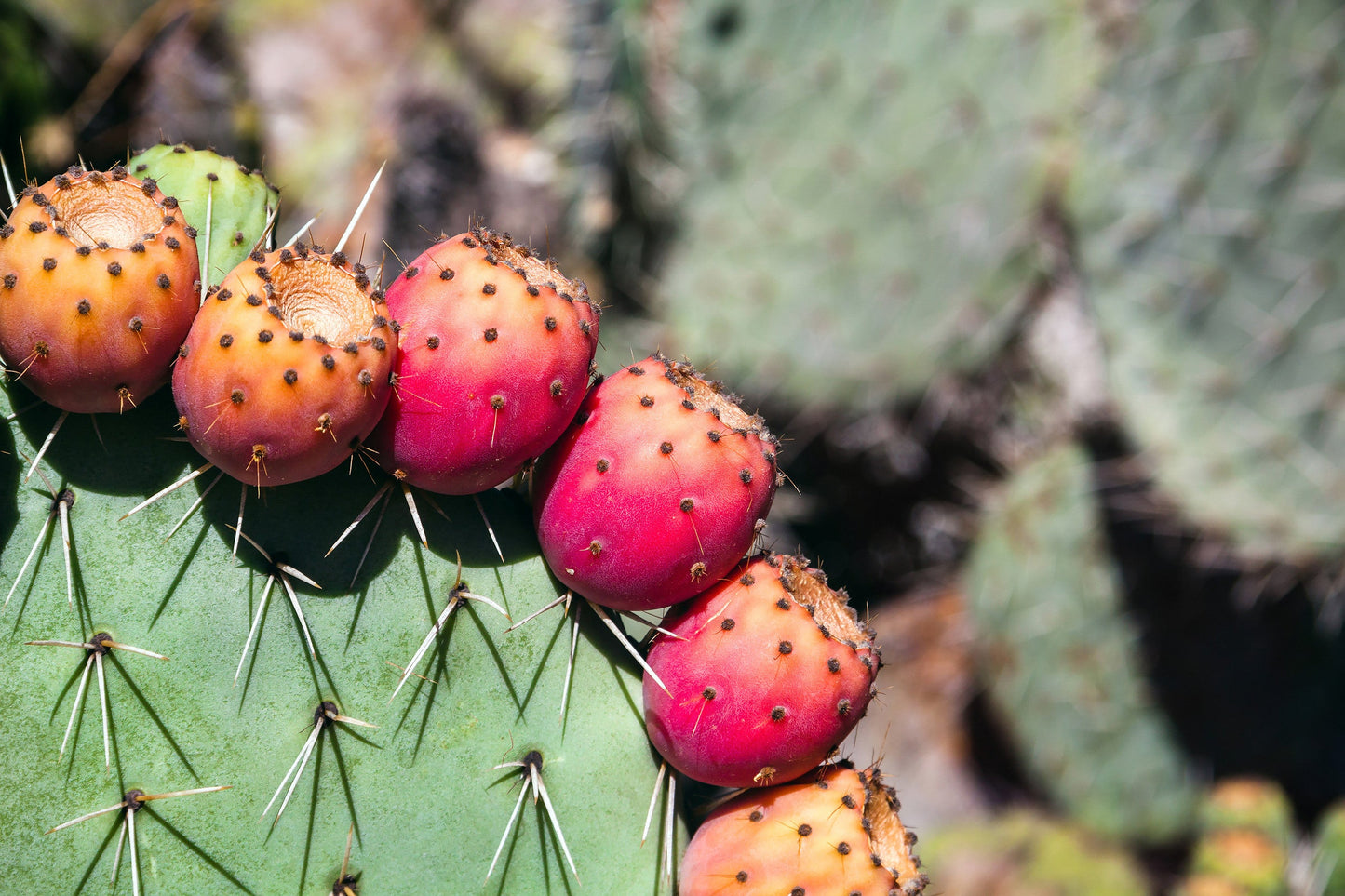 Prickly Pear Exfoliation Enzyme - Water Soluble
