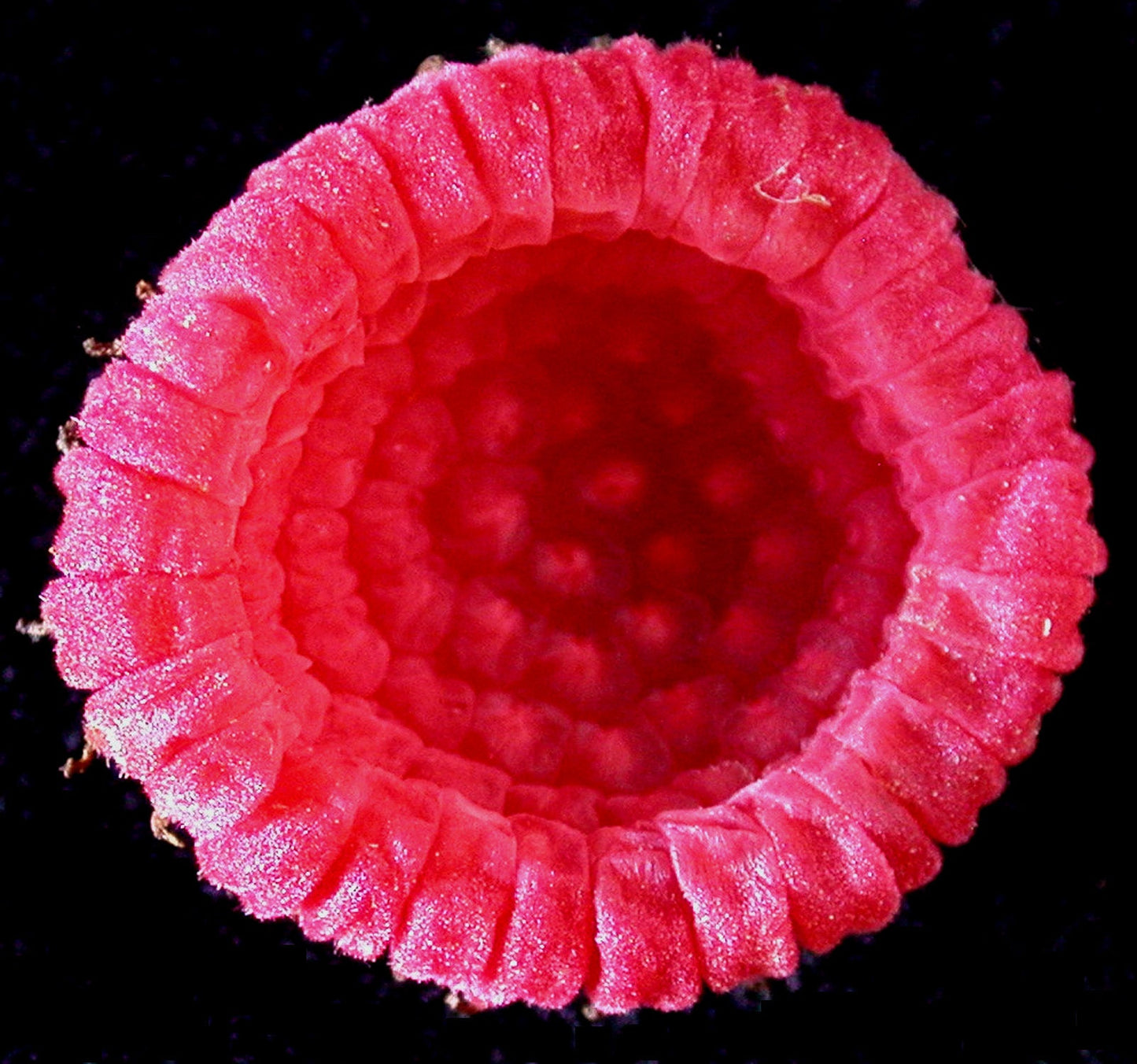 20 PURPLE FLOWERING RASPBERRY Thornless Edible Rubus Odoratus Fruit Berry Seeds