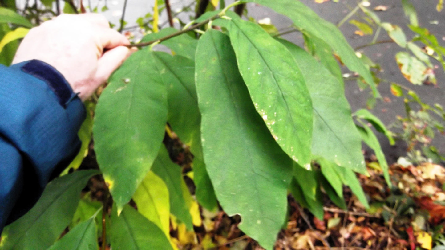 15 INDIAN PLUM Osoberry Oregon Oso Berry Oemleria Cerasiformis Fruit Shrub Seeds