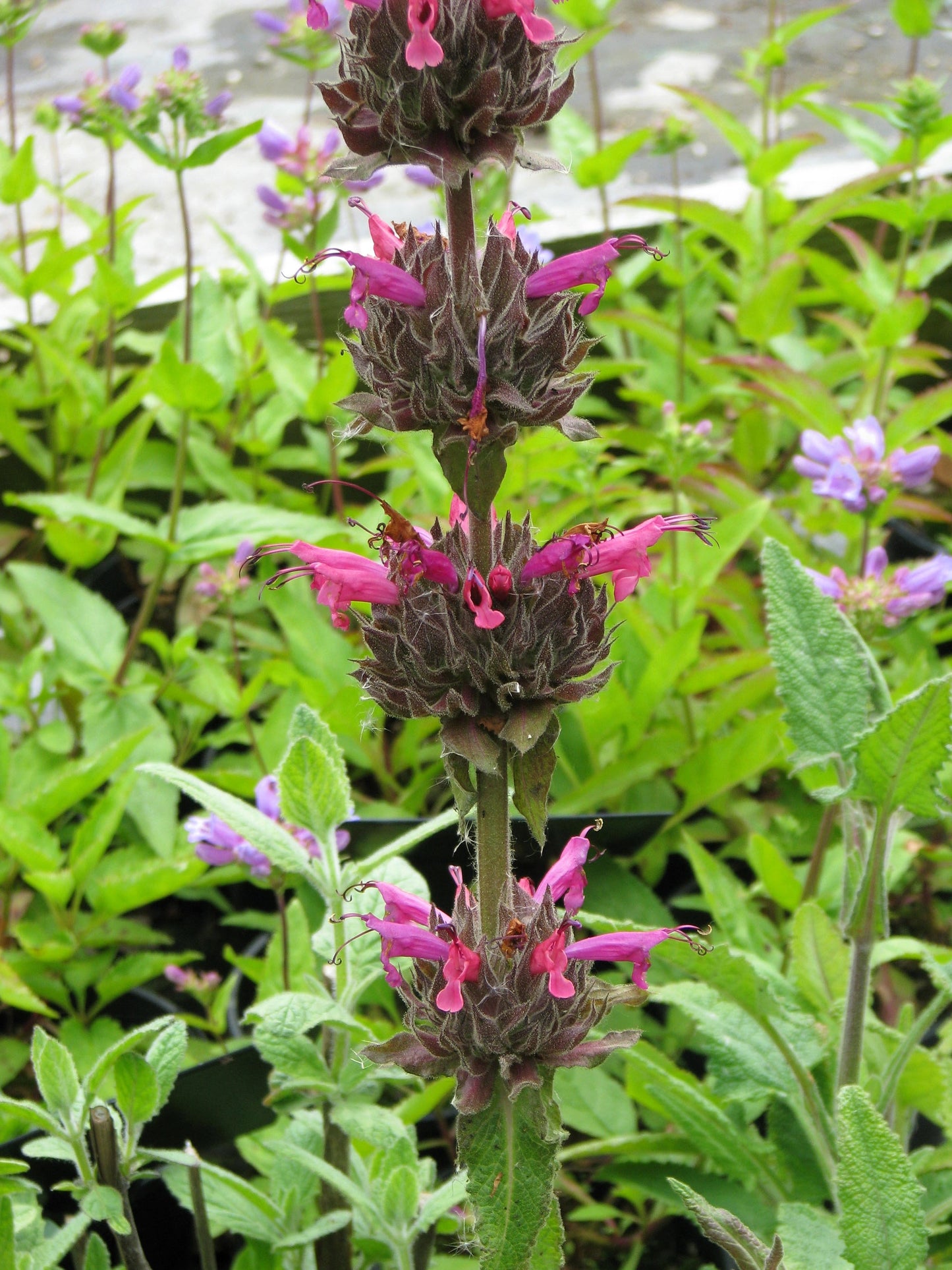 10 California HUMMINGBIRD SAGE Salvia Spathacea Magenta Red Flower Herb Seeds