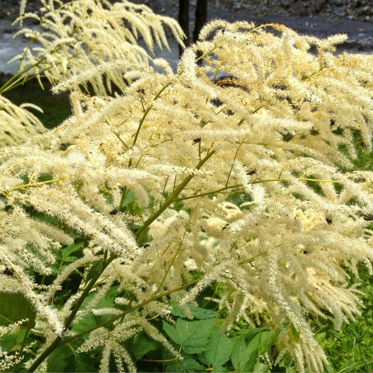 Cajeput Essential Oil