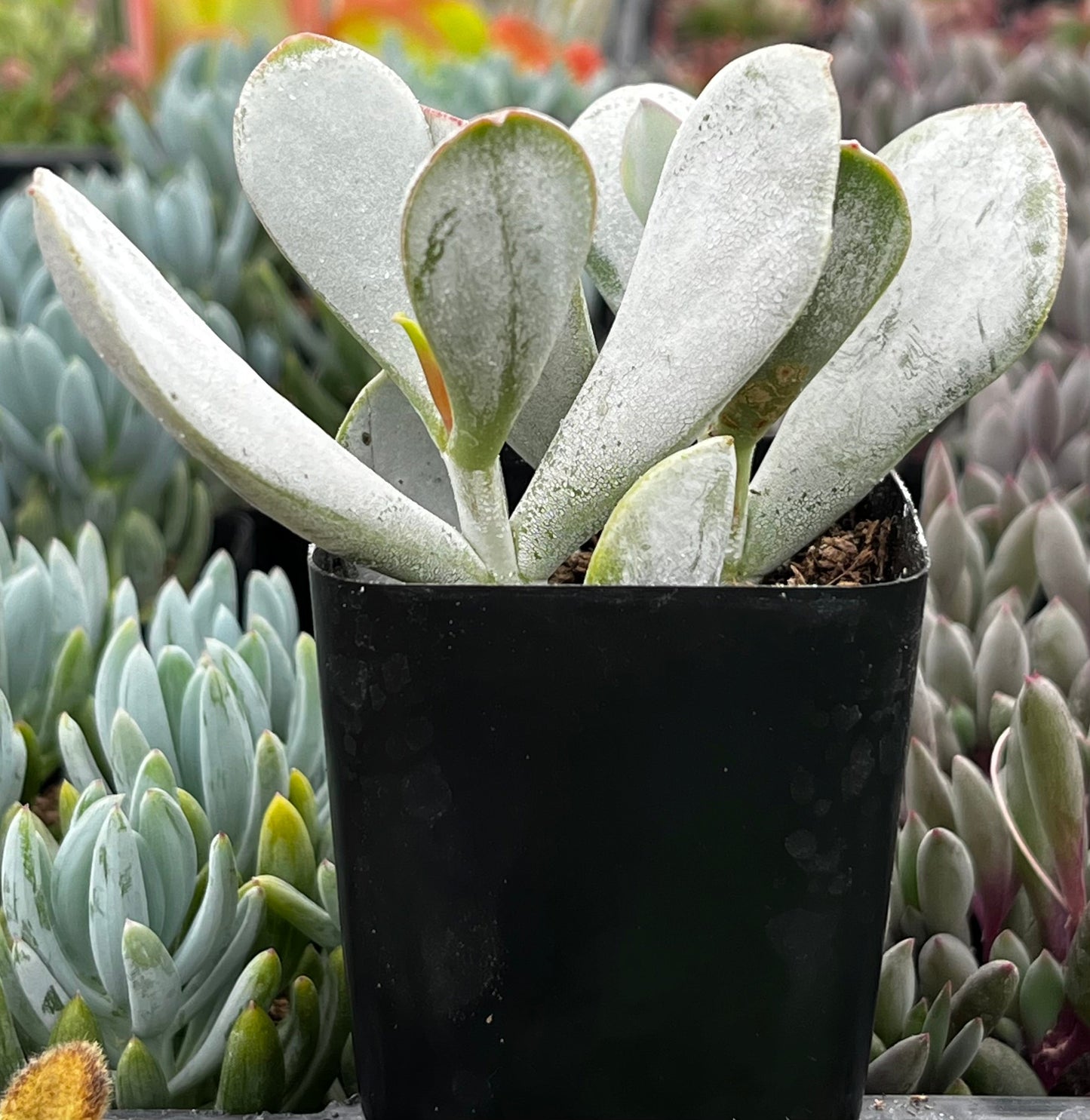 Cotyledon Orbiculata Pig's Ear