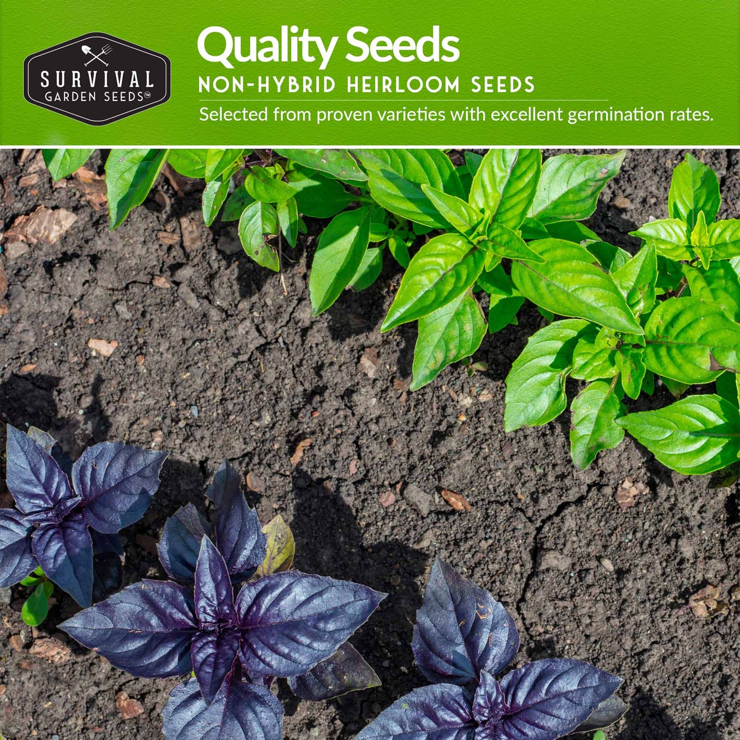 Easy-to-Grow Seed Collection - 10 Vegetable and Herb Seed Packets