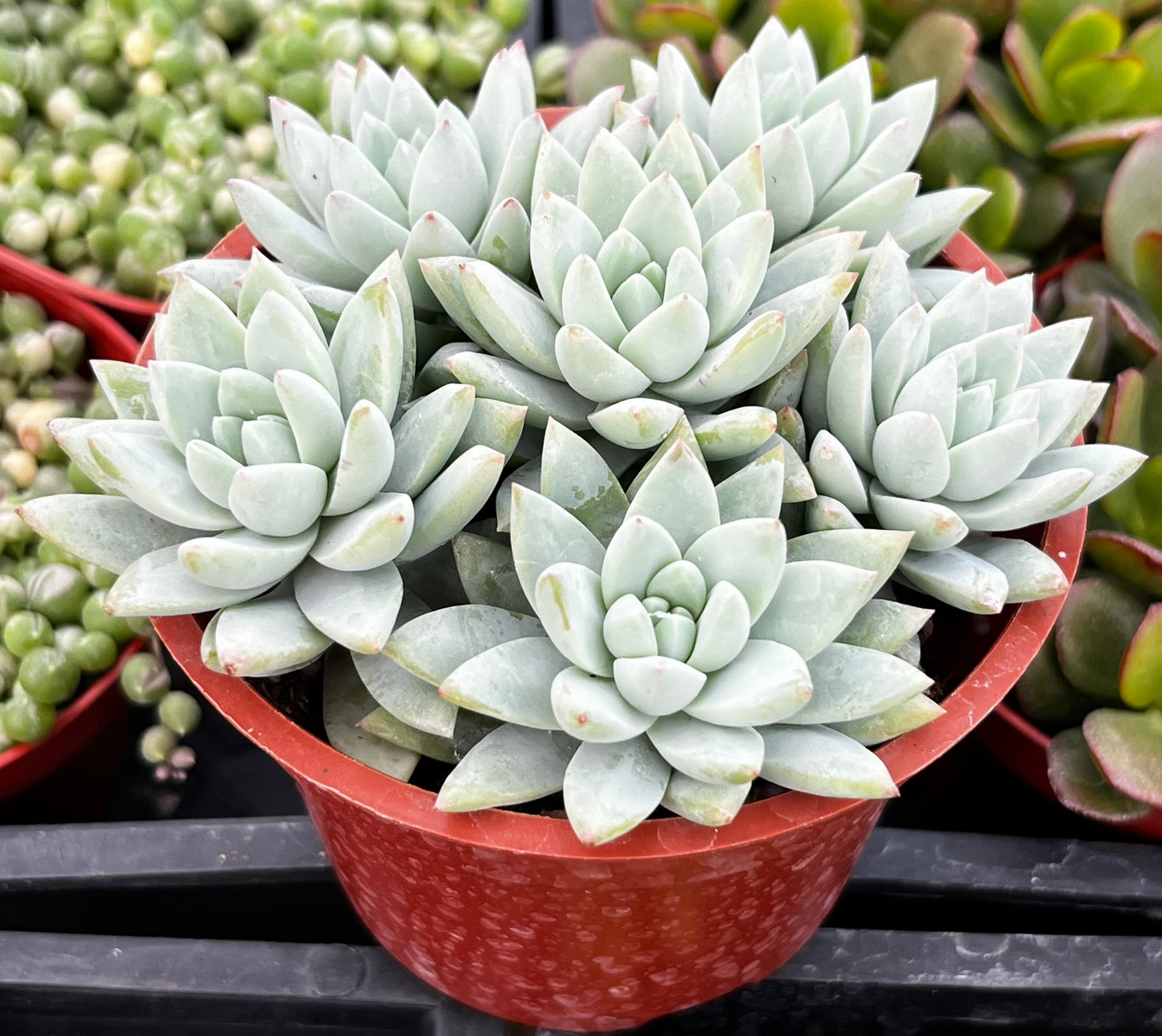 Echeveria Lilac Mist