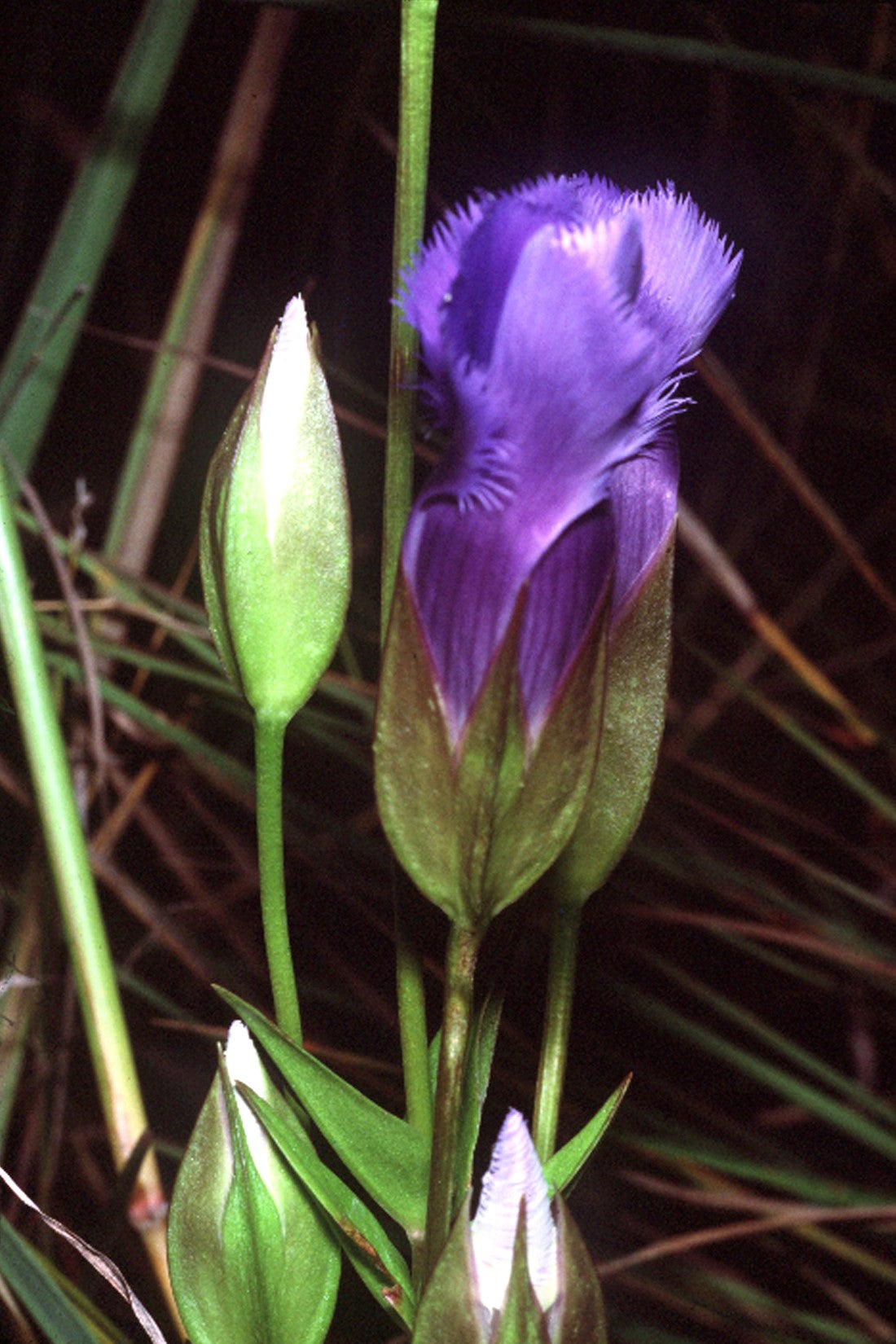 200 FRINGED GENTIAN Gentiana Crinita Gentianopsis Native Herb Blue Purple Flower Seeds