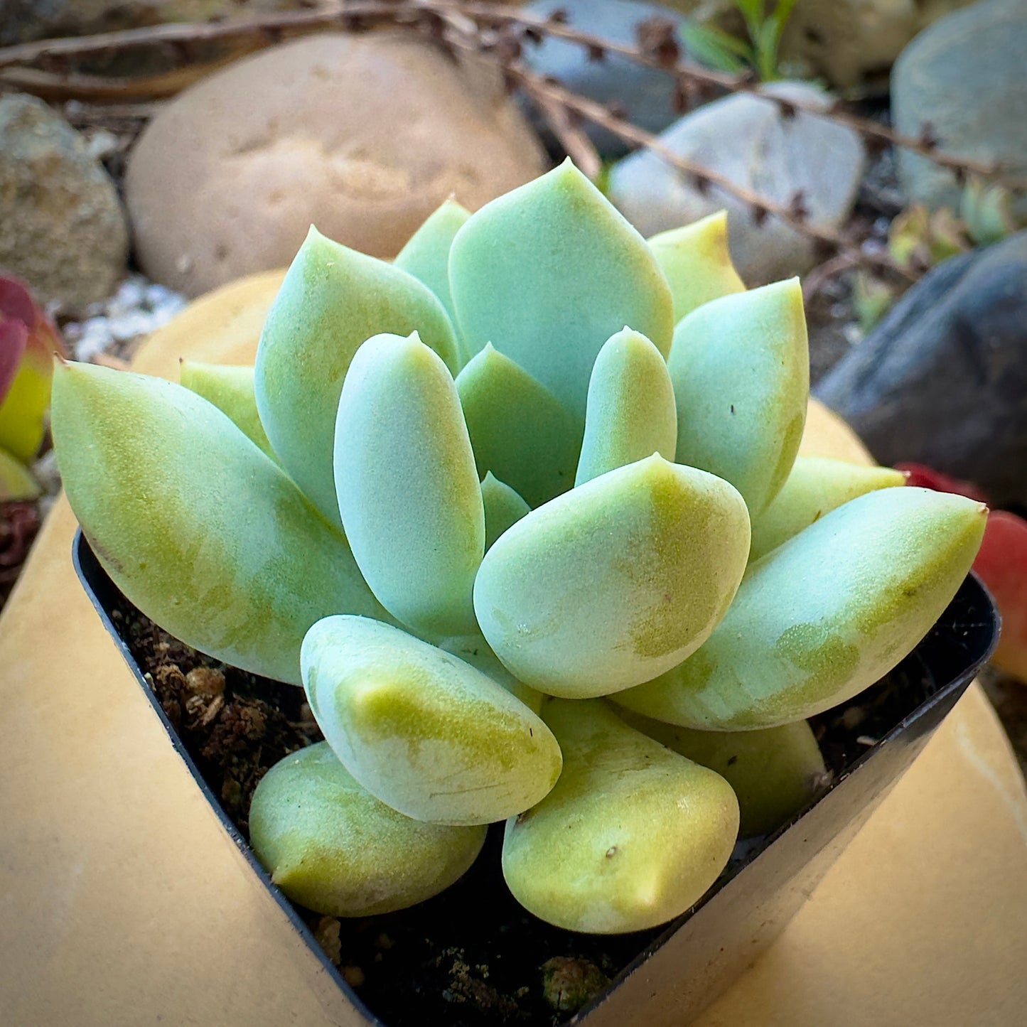Graptoveria 'Grim One'