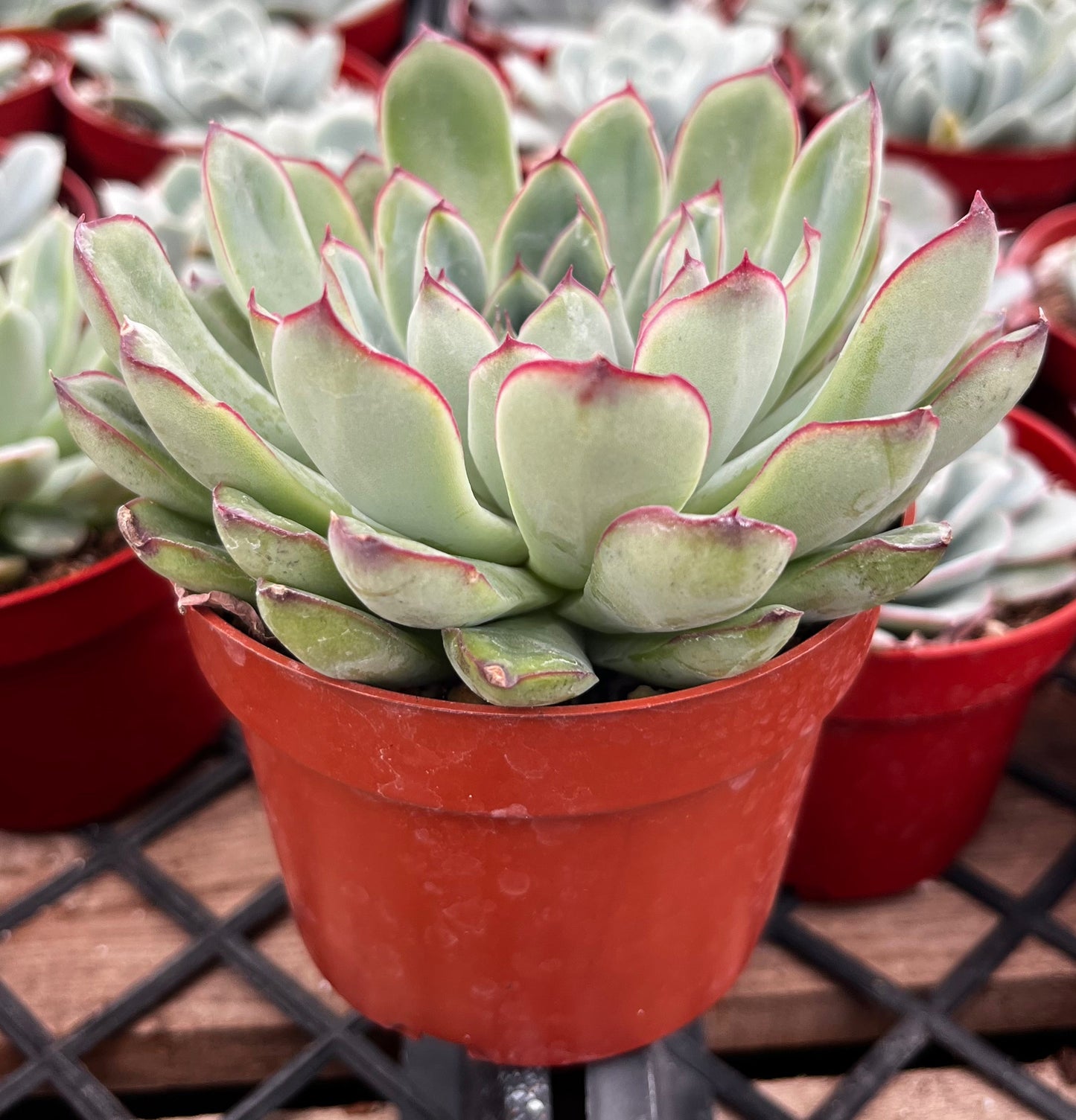 Echeveria Pulido