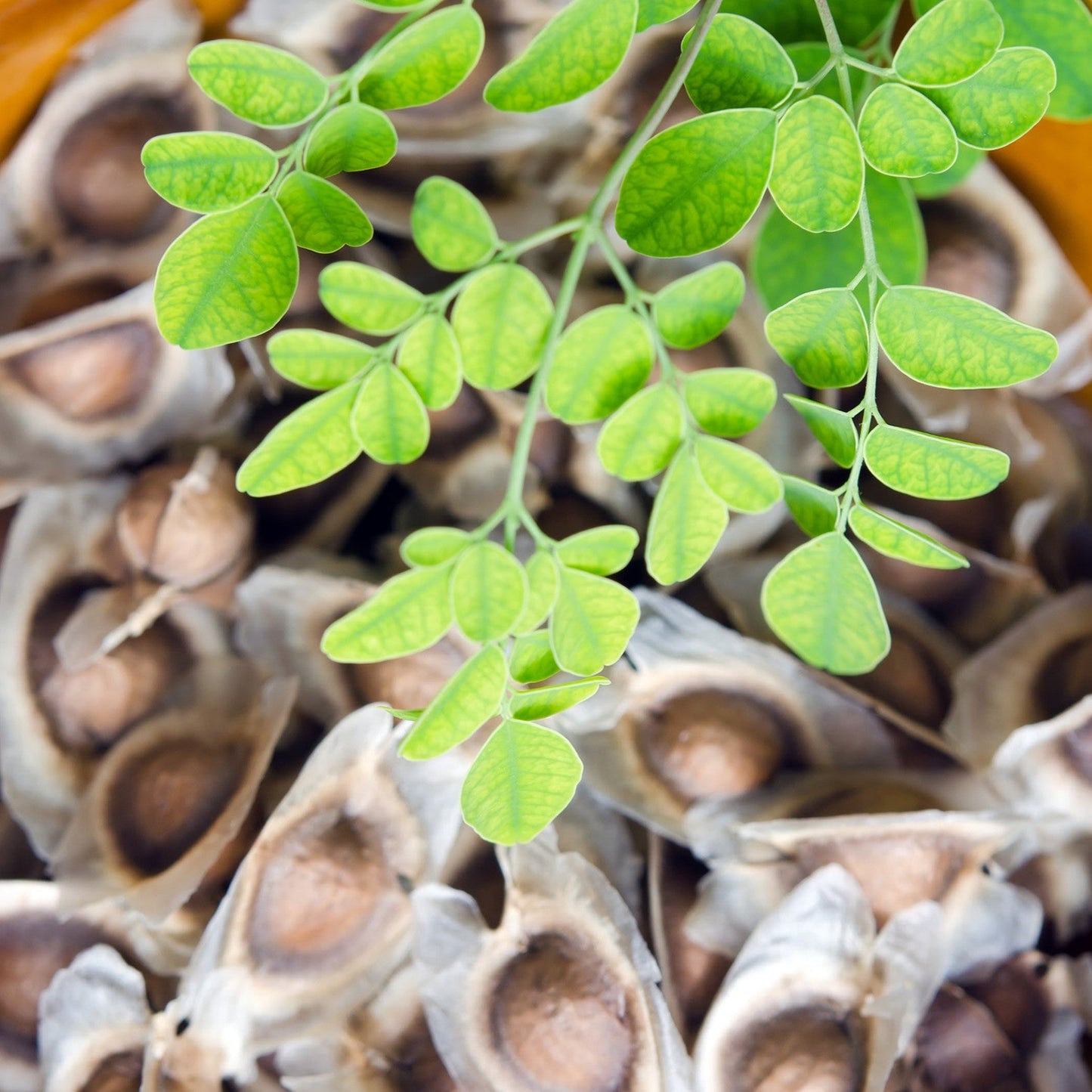 Moringa Seed Extract OS