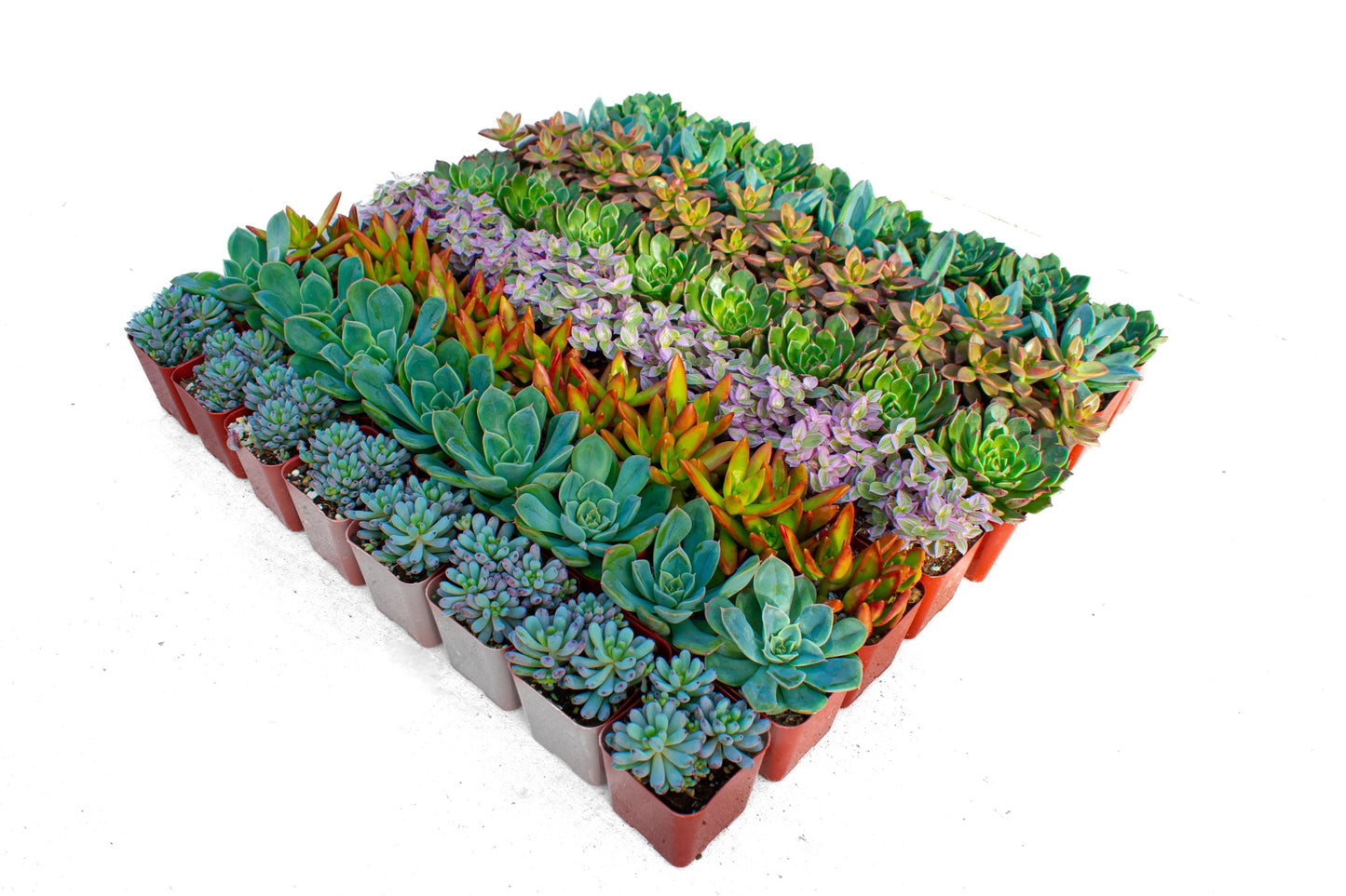 Assorted 2 Inch Succulent Tray