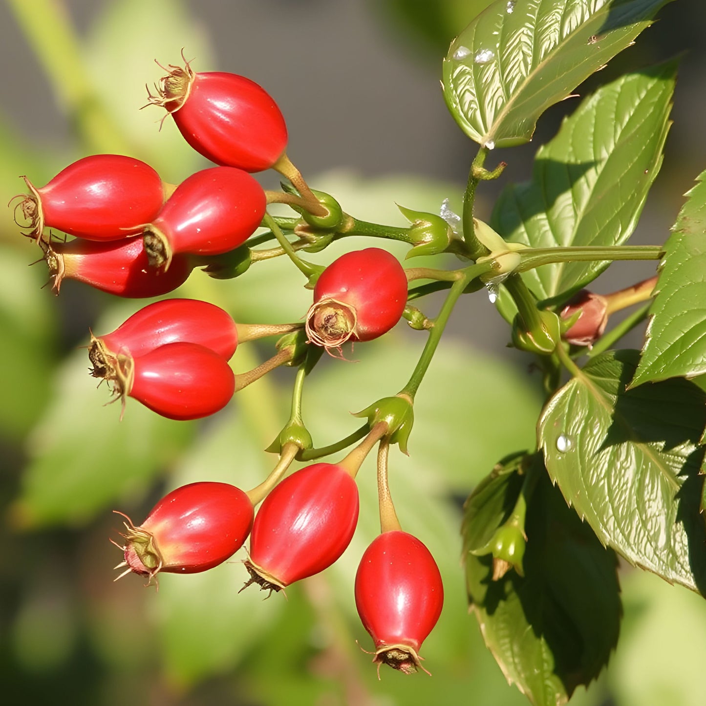 Rosehip Seed Oil - Virgin Organic or Virgin Refined