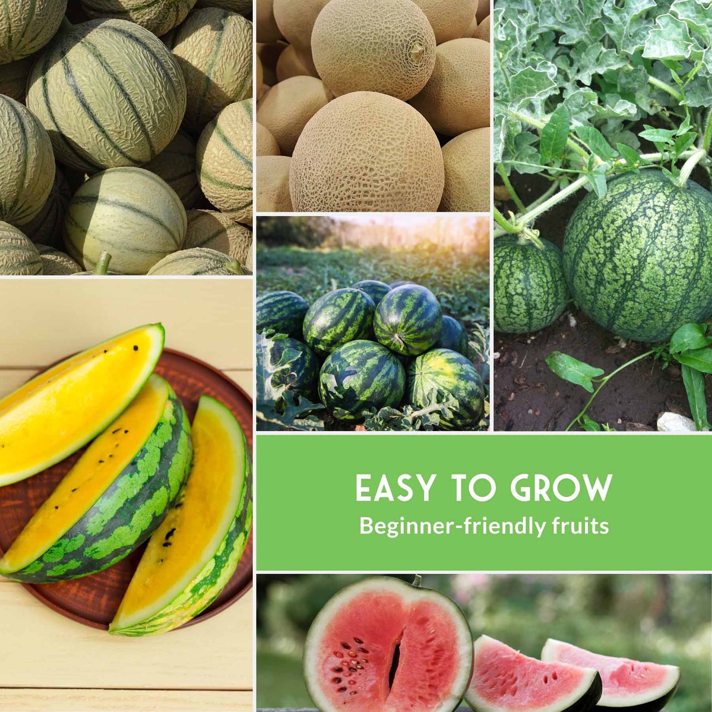 Melon Seed Collection - 6 Melons and Cantaloupes