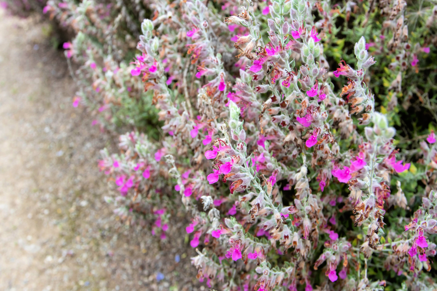 20 CAT THYME Teucrium Marum aka Cat Crack, Kitty Crack, & Mediterranean Germander Silvery Foliage Red Purple Flower Herb Sub-Shrub Seeds