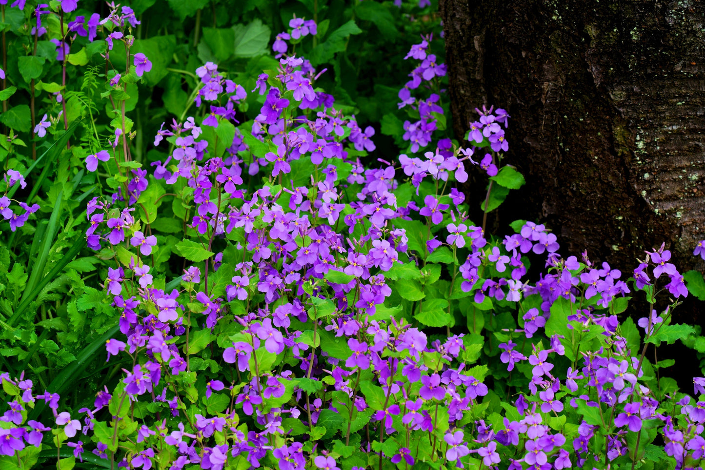500 Purple FEBRUARY ORCHID Violet Cress Orychophragmus Violaceus 2" Flower Edible Vegetable Seeds