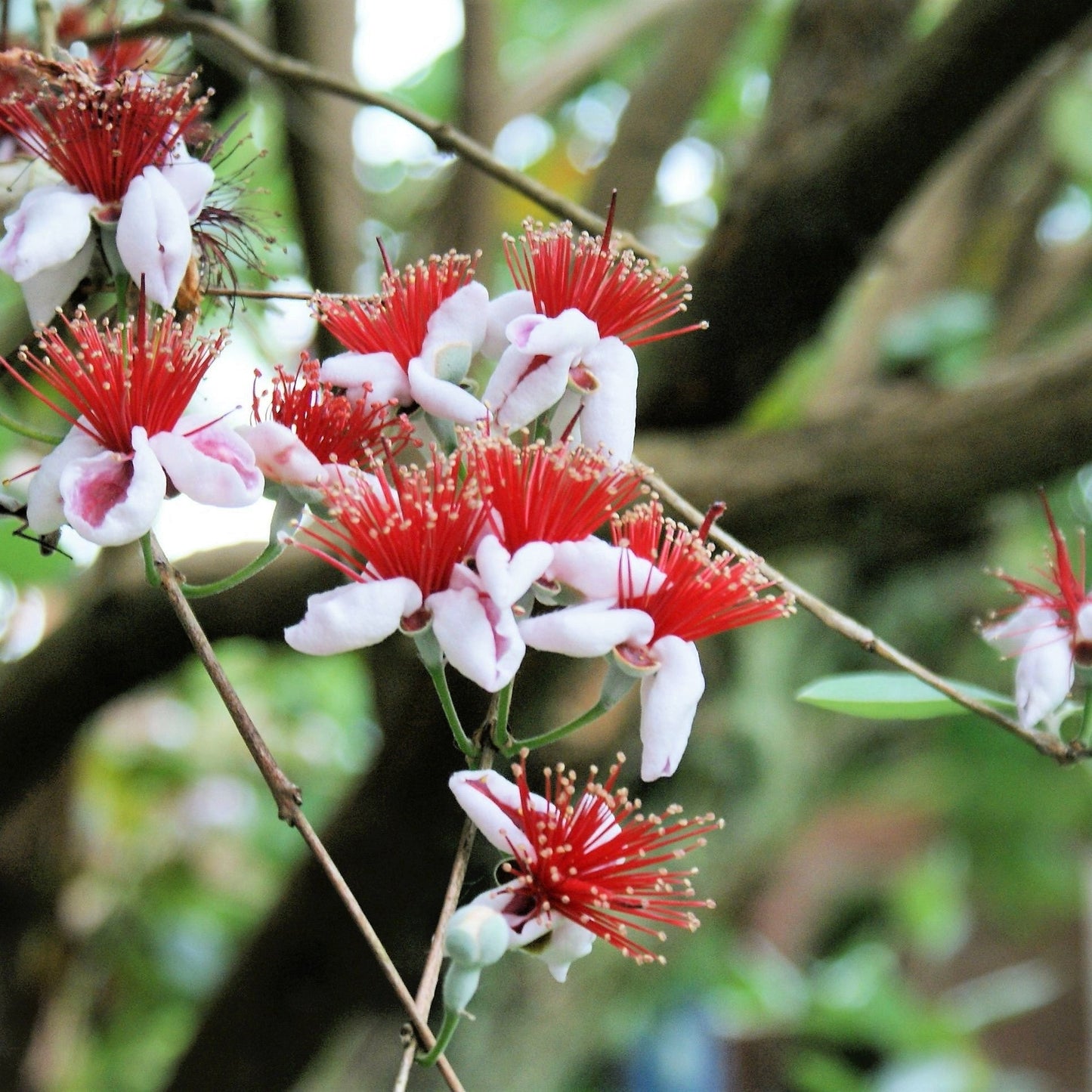 10 PINEAPPLE GUAVA Fruit Acca Guavasteen Brazilian or Fig Guava Feijoa Sellowiana Pink Red Flower Tree Shrub Seeds