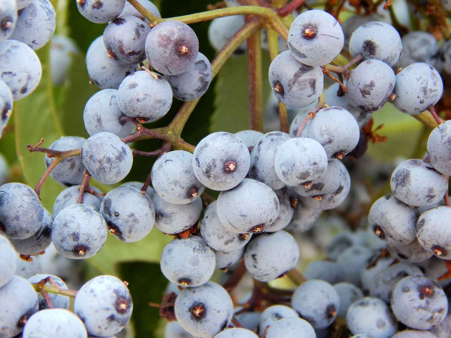 50 BLUE ELDERBERRY Sambucus Cerulea Arizona Blue Elder Tree Shrub Fruit Berry Seeds