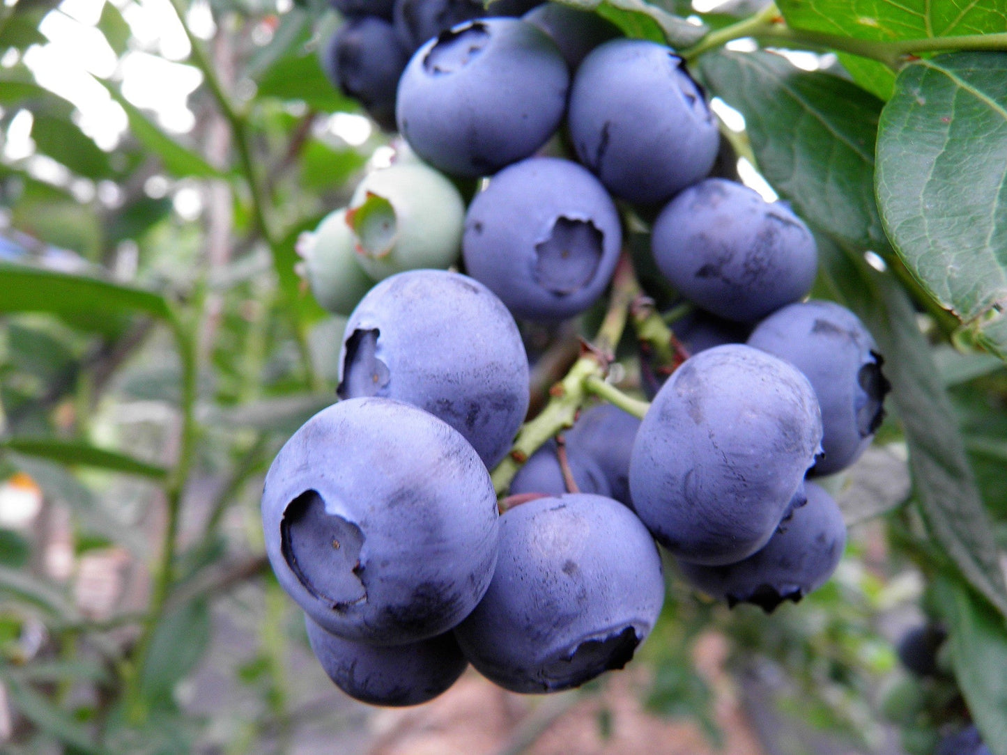 50 SOUTHERN HIGHBUSH BLUEBERRY Pre-Stratified Vaccinium Corymbosum Blue Berry Fruit Bush Shrub Seeds