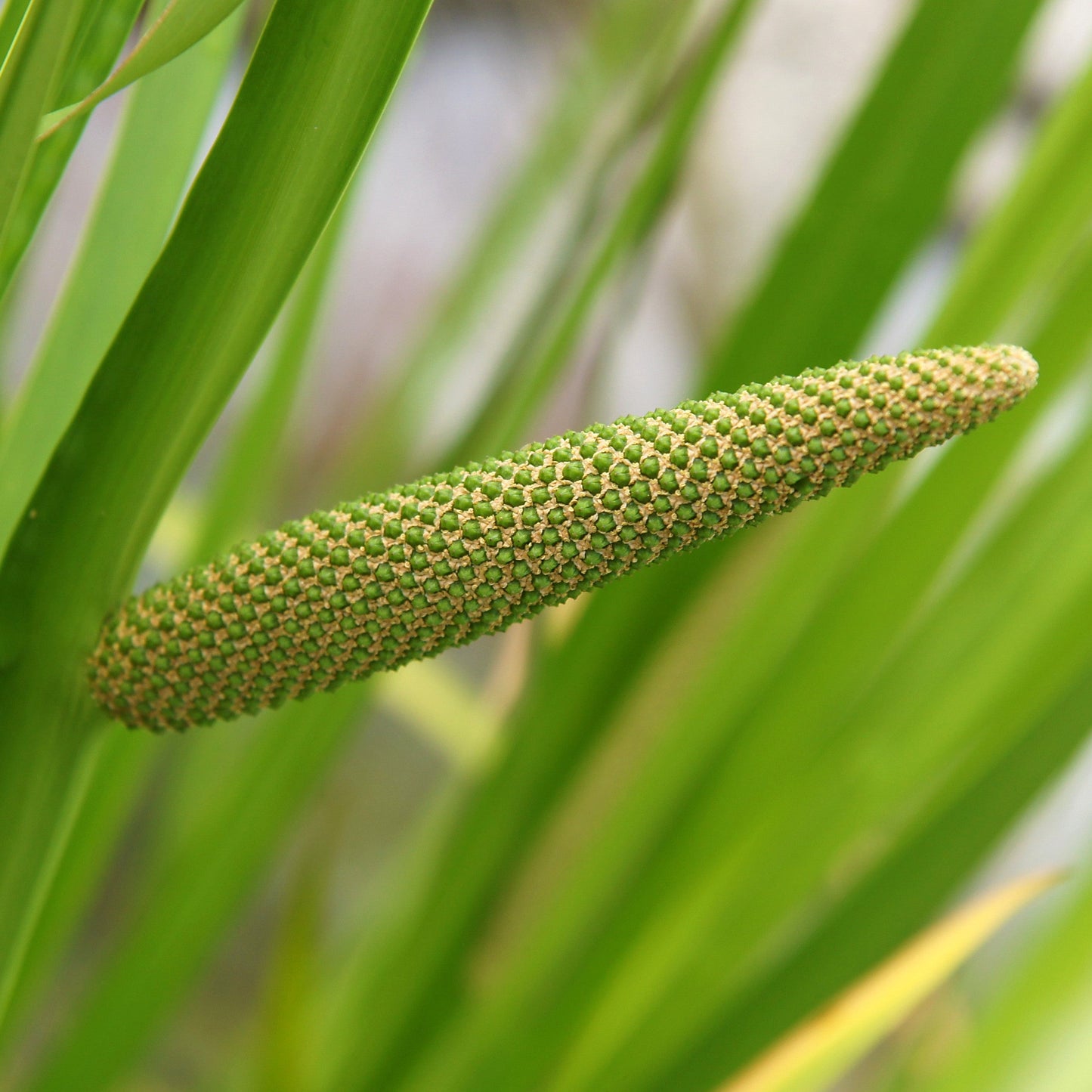 Calamus Essential Oil