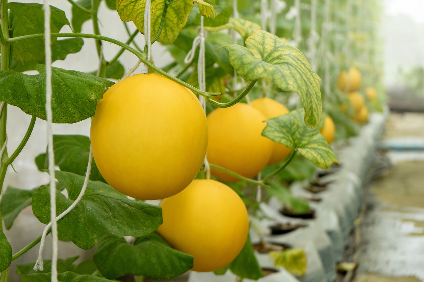 25 KOLKHOZNITSA MELON Collective Farm Woman Cucumis Melo Russian Fruit Seeds