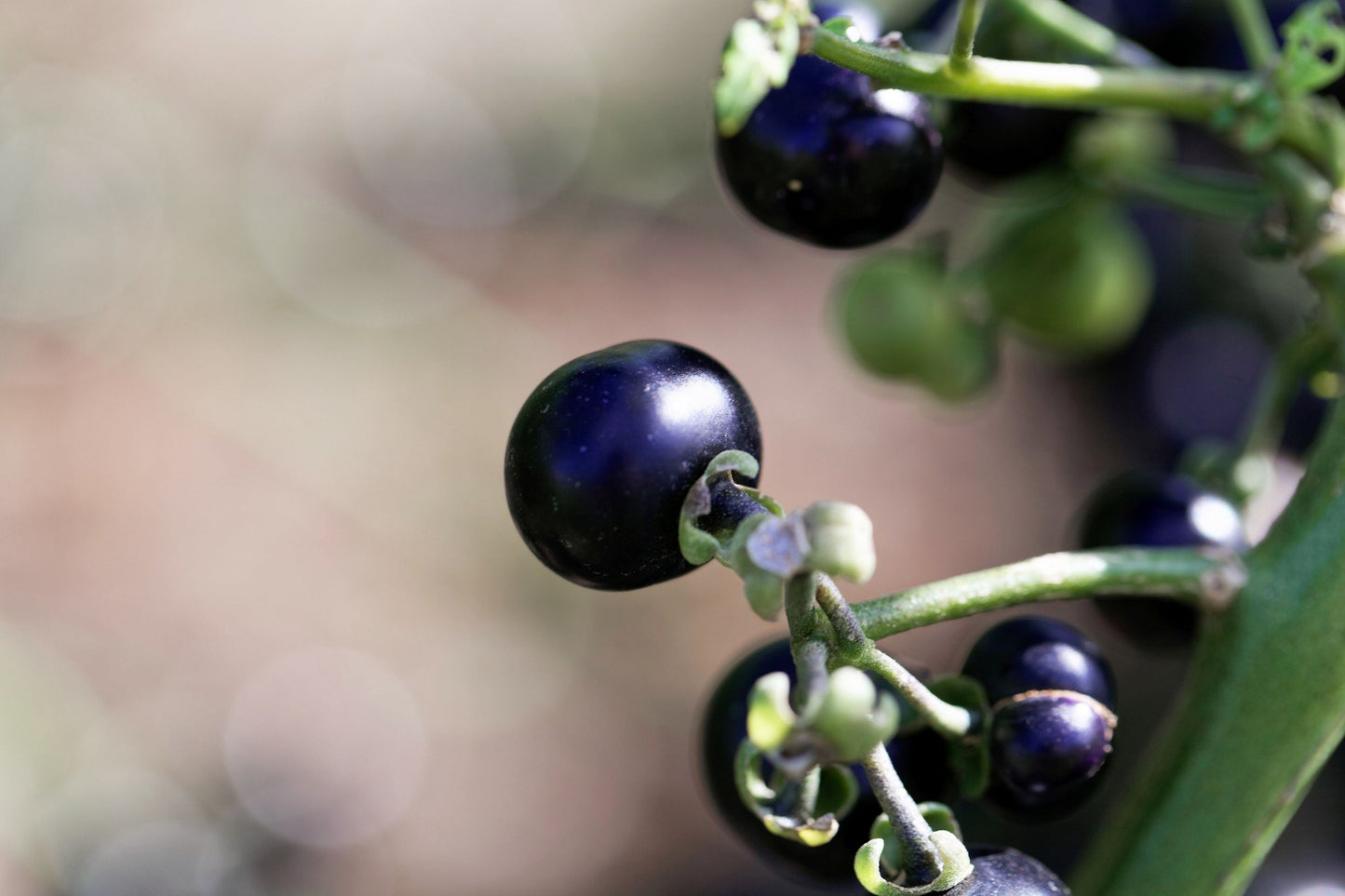 100 GARDEN HUCKLEBERRY (Ground Cherry) Solanum Melanocerasum Berry Fruit Bush Seeds