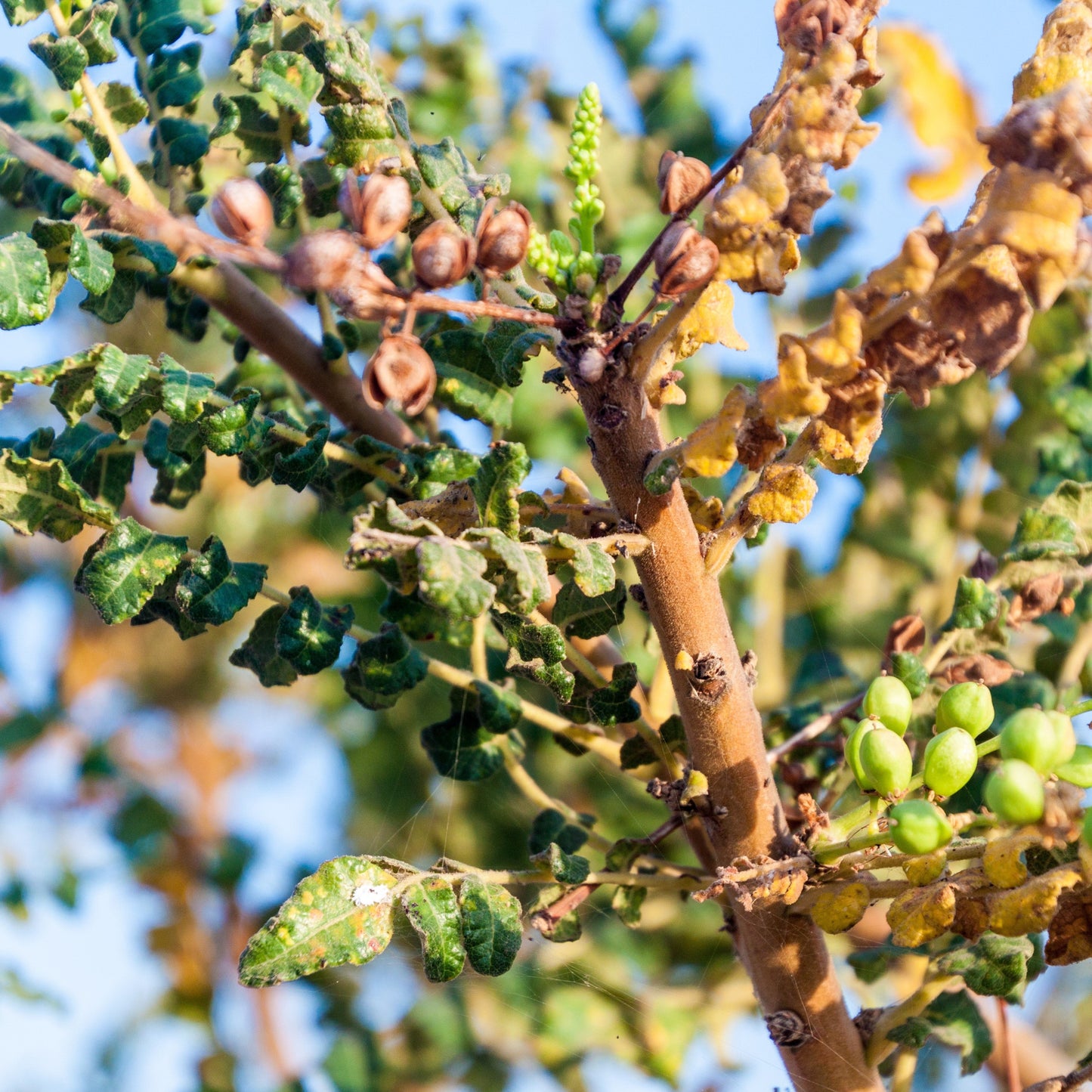 Frankincense Essential Oil