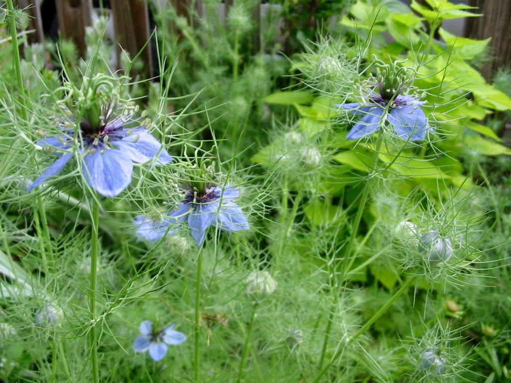 150 NIGELLA Sativa BLACK CUMIN Spice Black Caraway Fennel Flower Herb Seeds
