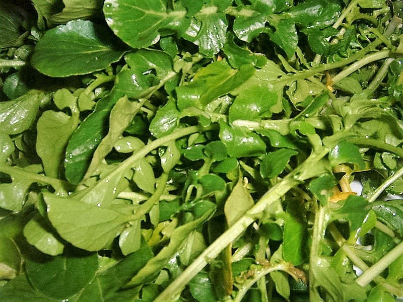 1500 WRINKLED CRINKLED CRESS Garden Lepidium Sativum Greens Vegetable Seeds