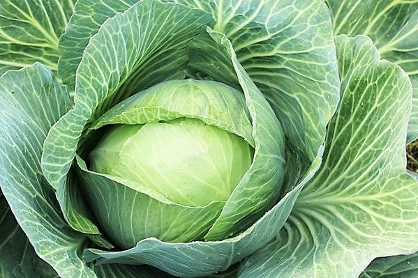 500 COPENHAGEN MARKET Early CABBAGE Heirloom Brassica Oleracea Vegetable Seeds