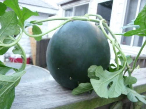 100 SUGAR BABY WATERMELON Citrullus lanatus Fruit Melon Seeds