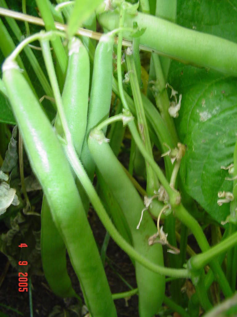 40 GREEN BEAN PROVIDER Phaseolus Vulgaris Vegetable Seeds