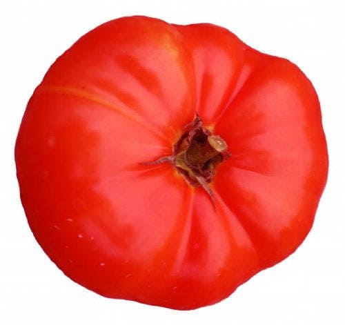 500 ACE 55 TOMATO Lycopersicon Lycopersicum Fruit Vegetable Seeds