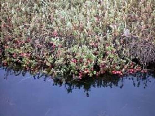 100 Perennial CRANBERRY American Vaccinium Macrocarpon Red Fruit Bush Seeds