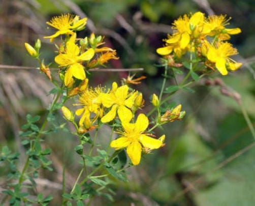 1500 Great SAINT JOHNS WORT St John's Hypericum Pyramidatum Yellow Flower Herb Seeds