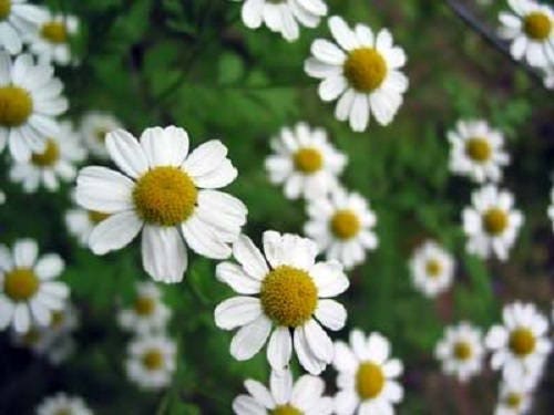 500 ROMAN CHAMOMILE Chamaemelum Nobile Herb Flower Seeds