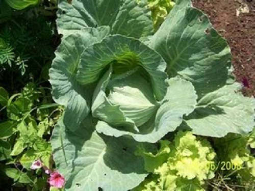 500 FLAT DUTCH Late CABBAGE Brassica Oleracea Capitata Vegetable Seeds