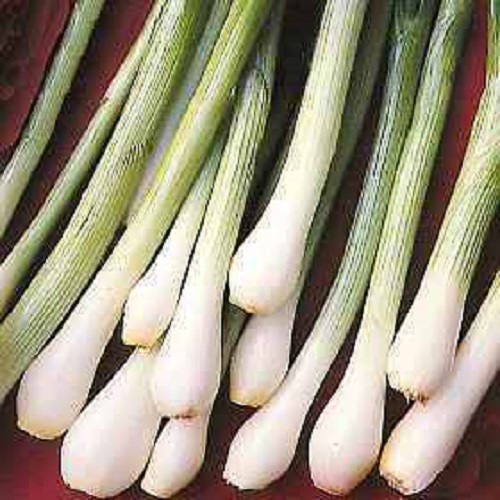 500 SOUTHPORT White Globe BUNCHING ONION Allium Cepa Vegetable Seeds