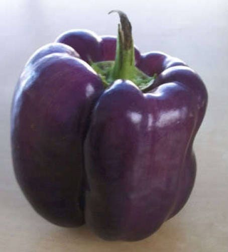 75 PURPLE BEAUTY PEPPER ( Sweet Mild Bell ) Capsicum Annuum Vegetable Seeds