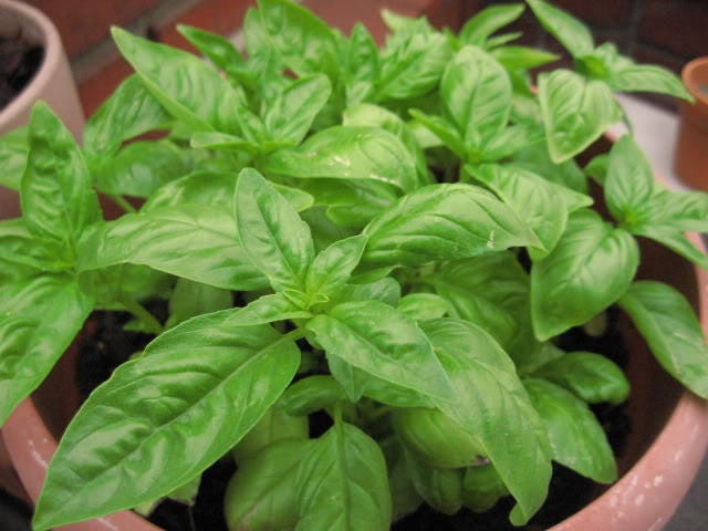 200 MOZZARELLA BASIL Sweet Italian Heirloom Ocimum Basilicum Herb Flower Seeds