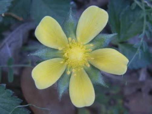 50 Red Indian TUTTIFRUTTI STRAWBERRY Duchesnea Indica Flower Berry Fruit Seed