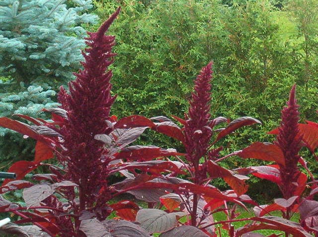 250 PRINCES FEATHER AMARANTHUS Cruentus Oeschberg Purple Red Flower Herb Seeds