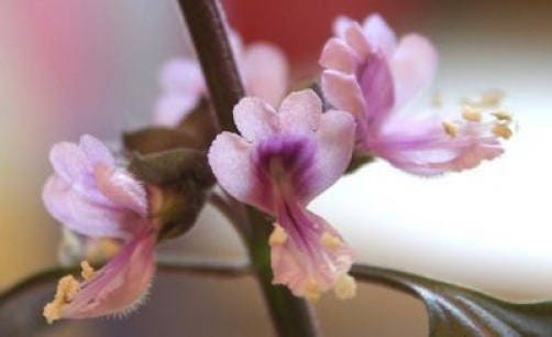 500 ANISE PERSIAN BASIL Ocimum Basilicum Herb Flower Seeds