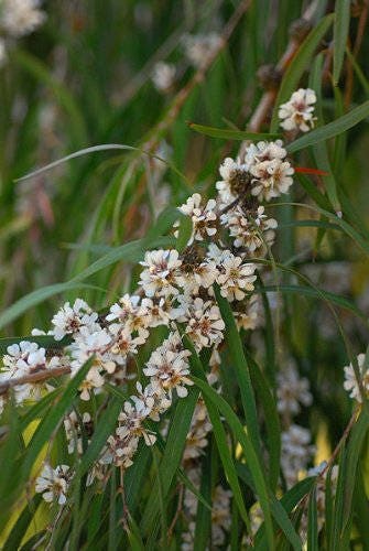250 PEPPERMINT MINT Mentha Piperita Herb Flower Seeds