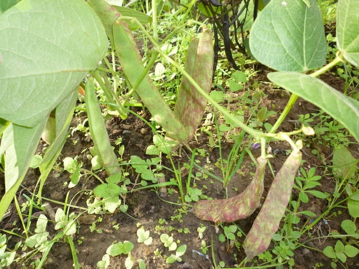 50 CRANBERRY BEAN French Horticulture Borlotti Roman Phaseolus Vegetable Seeds