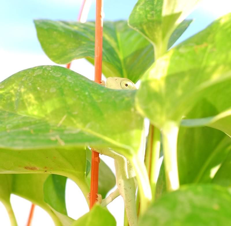 20 FORDHOOK LIMA BEAN Phaseolus Lunatus Bush Bean Vegetable Seeds